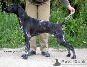 Photo №2 de l'annonce № 7370 de la vente chien bâtard - acheter à Ukraine de la fourrière