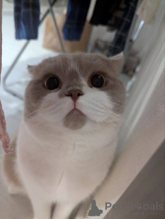 Photo №2 de l'annonce № 165880 de la vente british shorthair - acheter à Belgique éleveur