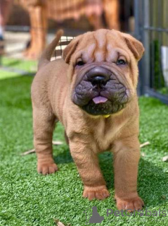 Photo №1. shar pei - à vendre en ville de Энсхеде | Gratuit | Annonce №123944