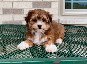 Photo №1. bichon havanais - à vendre en ville de Tbilissi | négocié | Annonce №174934