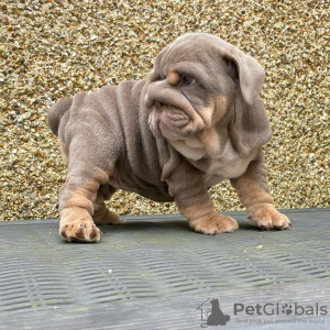 Photo №2 de l'annonce № 125096 de la vente bulldog anglais - acheter à Allemagne annonce privée