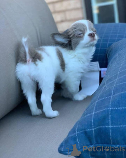 Photo №3. Nous avons des chiots chihuahua à la recherche d'une nouvelle maison 5 étoiles. La Grande-Bretagne