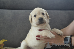 Photo №4. Je vais vendre labrador retriever en ville de Berlin. de la fourrière, éleveur - prix - 600€