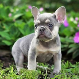 Photo №4. Je vais vendre bouledogue en ville de Bruxelles. annonce privée, éleveur - prix - 969€