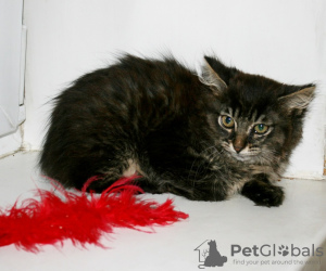 Photos supplémentaires: Rencontrez la douce beauté Bella-chaton entre de bonnes mains!