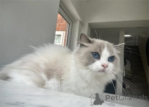 Photo №1. ragdoll - à vendre en ville de Aarhus | 350€ | Annonce № 153867
