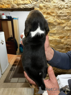 Photo №3. Chiots Beagle. Serbie