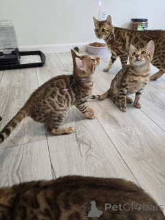 Photo №1. bengal - à vendre en ville de Hambourg | 242€ | Annonce № 155331