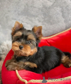 Photo №1. yorkshire terrier - à vendre en ville de Chicago | 425€ | Annonce №138219