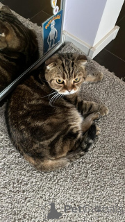 Photo №2 de l'annonce № 139037 de la vente scottish fold - acheter à Fédération de Russie 