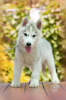 Photo №2 de l'annonce № 2597 de la vente husky de sibérie - acheter à Fédération de Russie de la fourrière