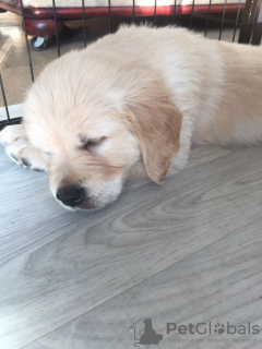 Photo №4. Je vais vendre golden retriever en ville de Моздок. annonce privée, éleveur - prix - 450€