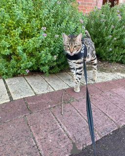 Photo №2 de l'annonce № 152727 de la vente bengal - acheter à Suisse annonce privée