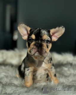 Photo №3. Bulldogs français chiots pour l'adoption. Allemagne