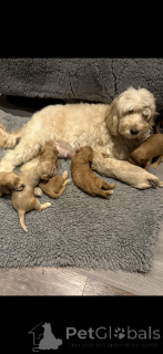 Photo №3. Cockapoo F2 abricot. Sekä hänen äitinsä että isänsä olivat F1 cockapoita.. La finlande