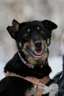Photo №2 de l'annonce № 167279 de la vente chien bâtard - acheter à Fédération de Russie annonce privée