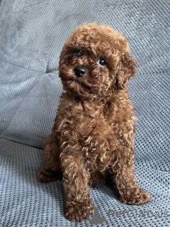 Photo №1. chien bâtard - à vendre en ville de Kiev | 700€ | Annonce №160722