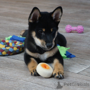Photo №3. Boy-en-on-à-on-à-sur-le-noire et colorant. Fédération de Russie