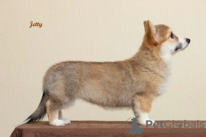 Photos supplémentaires: Welsh Corgi Pembroke. Filles intéressantes avec des documents UKU