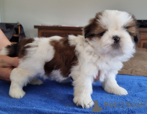 Photo №3. Bébé chiot Shih Tzu disponible. Belgique