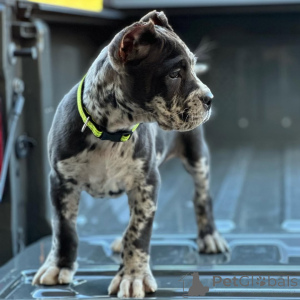 Photo №3. Rencontrez Rocco intrépide, loyal et prêt à garder votre cœur pour toujours.. Allemagne