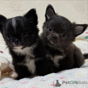 Photo №1. chihuahua - à vendre en ville de Main | négocié | Annonce №152867
