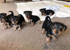 Photo №1. terrier d'agrément anglais noir et feu - à vendre en ville de Houston | 521€ | Annonce №113457