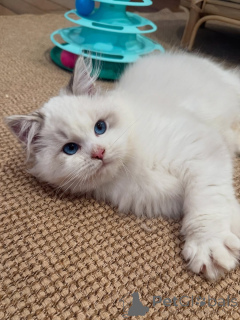 Photo №3. Rencontrez Milo, notre expert en câlins au cœur aussi doux que sa fourrure ! Il. Suisse