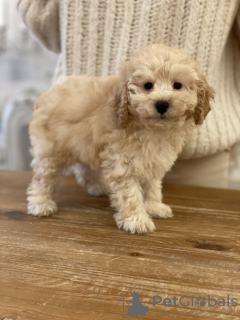 Photo №3. Jouet caniche FCI - garçon. Pologne