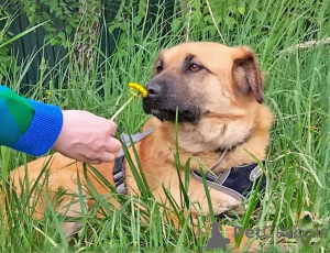 Photo №3. Le petit chien ensoleillé Ike cherche un foyer. Fédération de Russie