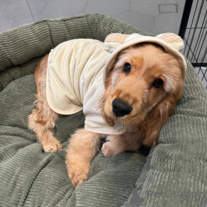 Photo №1. cocker spaniel anglais - à vendre en ville de Limbourg | négocié | Annonce №165206