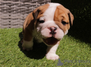 Photo №1. bulldog anglais - à vendre en ville de Varna | 300€ | Annonce №53856