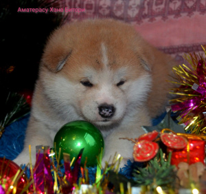 Photo №2 de l'annonce № 4165 de la vente akita (chien) - acheter à Fédération de Russie de la fourrière