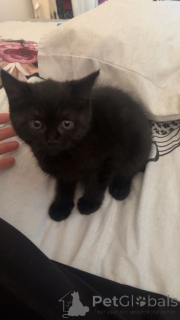 Photo №3. Il n'en reste que 2 ! Chatons British Shorthair Or et Argent !. La Grande-Bretagne