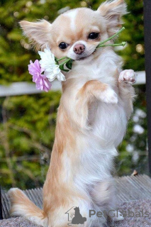 Photo №3. Chihuahua à adopter. USA