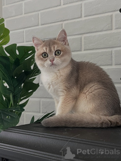 Photo №1. british shorthair - à vendre en ville de Magdebourg | négocié | Annonce № 175095