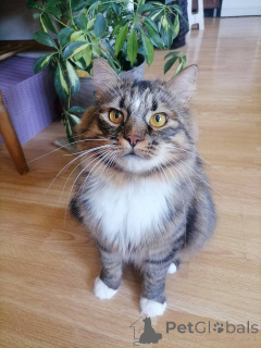 Photo №4. Je vais vendre  en ville de Minsk. annonce privée - prix - Gratuit