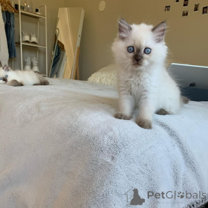 Photo №4. Je vais vendre ragamuffin en ville de Beverweg. annonce privée - prix - 590€