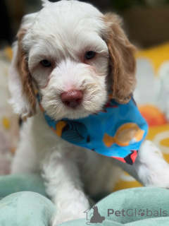 Photo №2 de l'annonce № 156279 de la vente labradoodle - acheter à Luxembourg annonce privée