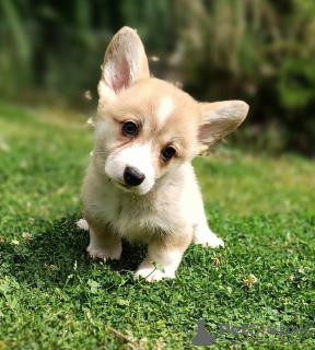 Photo №2 de l'annonce № 105146 de la vente welsh corgi - acheter à Serbie éleveur