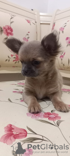 Photo №3. Vente de trois garçons Chihuahua avec documents officiels et vaccinés. Turquie