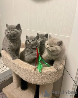 Photo №2 de l'annonce № 140712 de la vente british shorthair - acheter à Allemagne éleveur