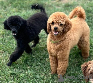 Photos supplémentaires: Chiots caniches miniatures