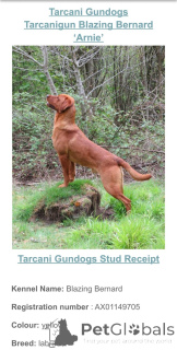 Photo №2 de l'annonce № 166833 de la vente labrador retriever - acheter à La Grande-Bretagne éleveur