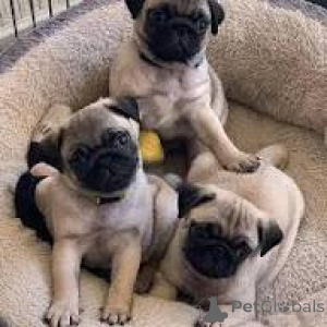 Photo №1. carlin - à vendre en ville de Varsovie | 800€ | Annonce №167701