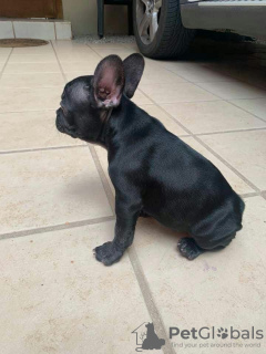 Photos supplémentaires: Vente de chiots bouledogue français.