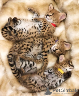 Photos supplémentaires: chatons ocelot , serval et caracal disponibles