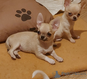 Photos supplémentaires: Chihuahua mini et super mini