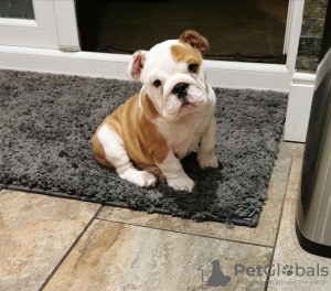 Photo №1. bulldog anglais - à vendre en ville de Bad Mergentheim | 400€ | Annonce №114191