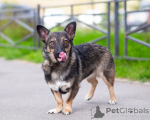 Photo №2 de l'annonce № 163728 de la vente chien bâtard - acheter à Fédération de Russie annonce privée